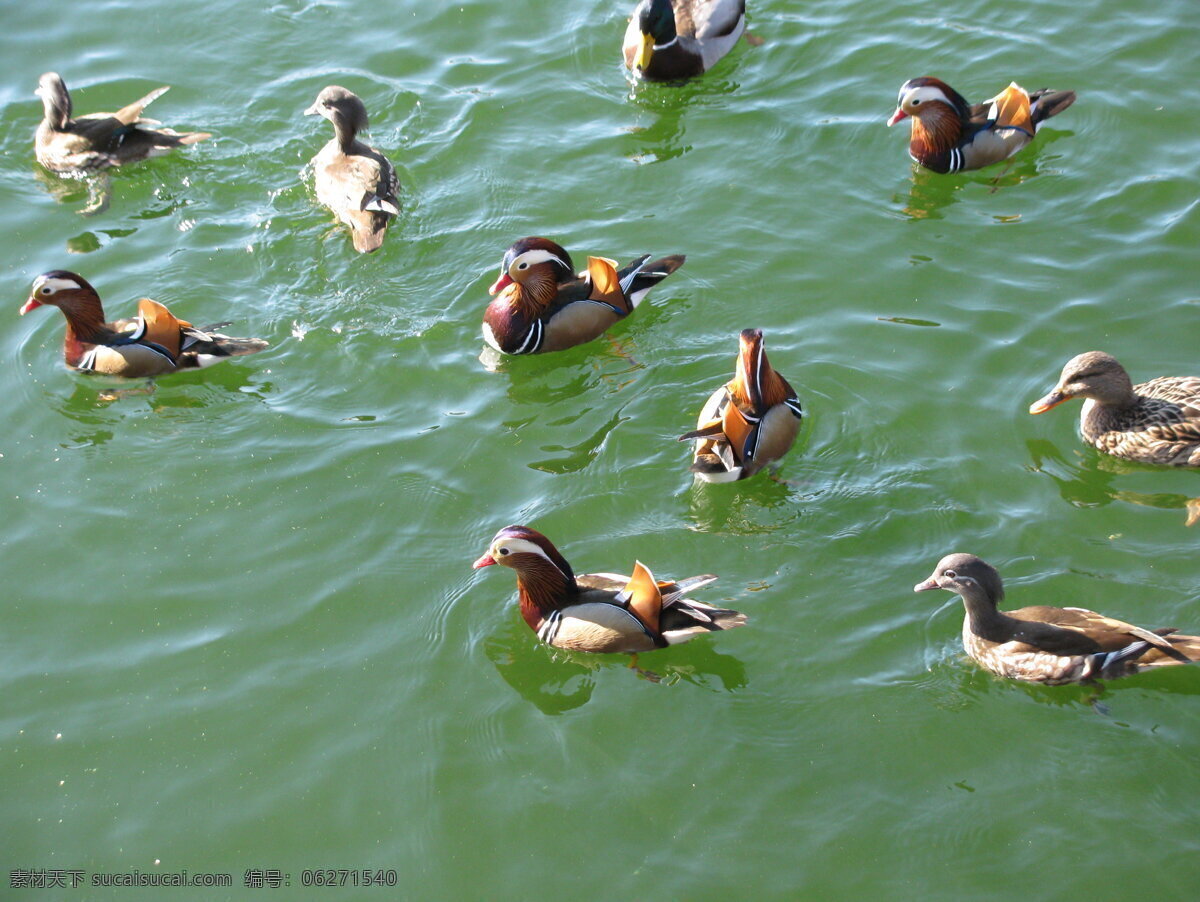 野鸭 鸳鸯 鸭子 冬天 动物 水禽 飞禽 鸟类 湖水 美丽北京 自然景观 动物世界 生物世界 野生动物 绿色