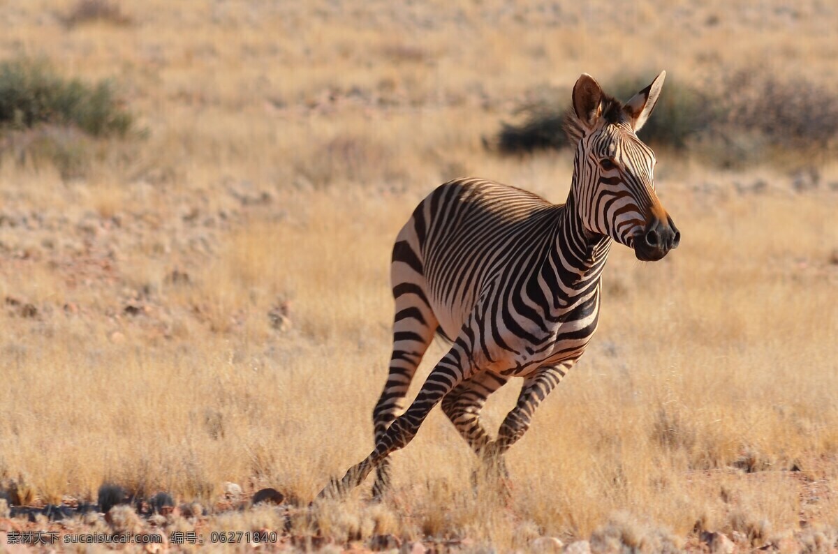 非洲 奔跑 斑马 非洲斑马 奔跑斑马 野生斑马 条纹 野生 哺乳动物 野生动物 食草动物 动物 生物世界