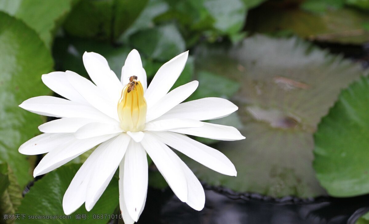 高清 白 睡 莲花 睡莲花 白睡莲 白色花朵 鲜花