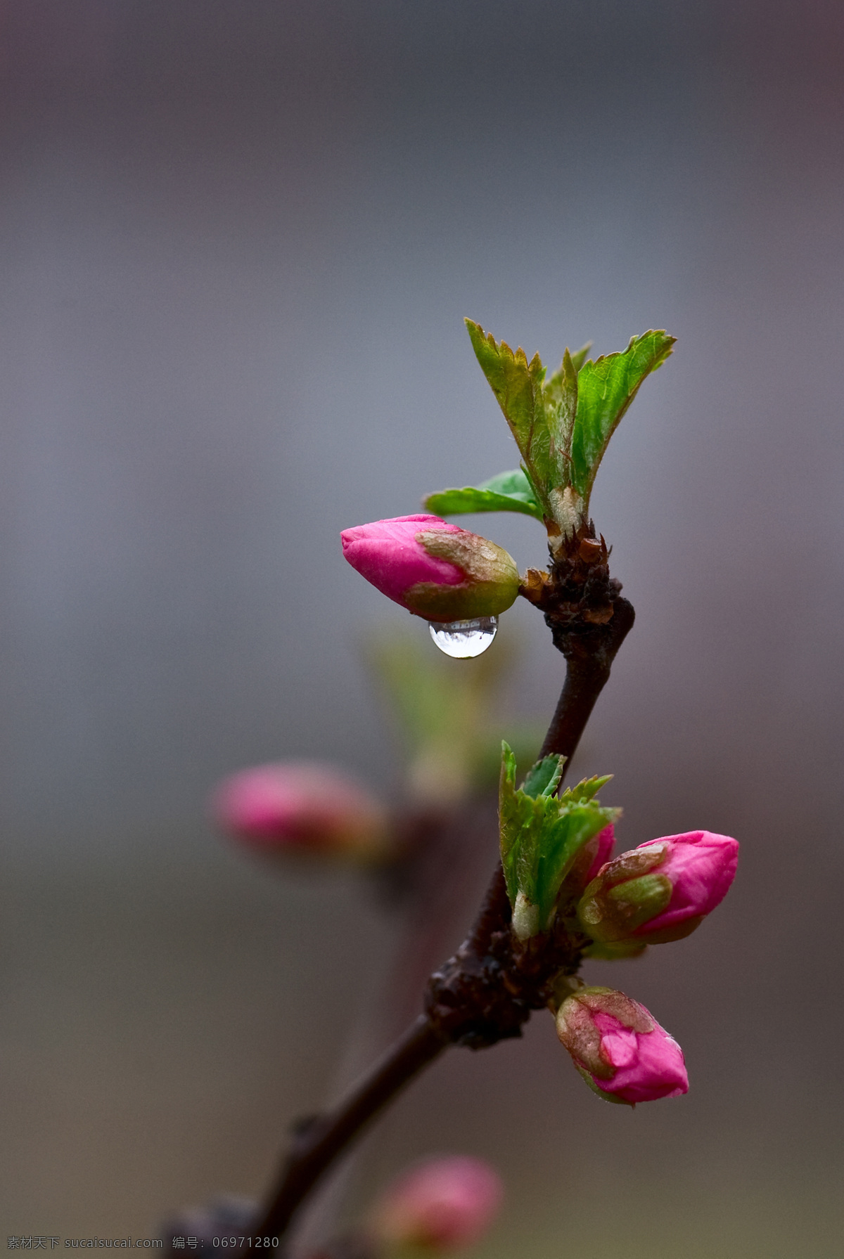 含苞待放 碧桃 北京 四月 雨天 花蕾 水珠 树枝 北京四月的花 花草 生物世界
