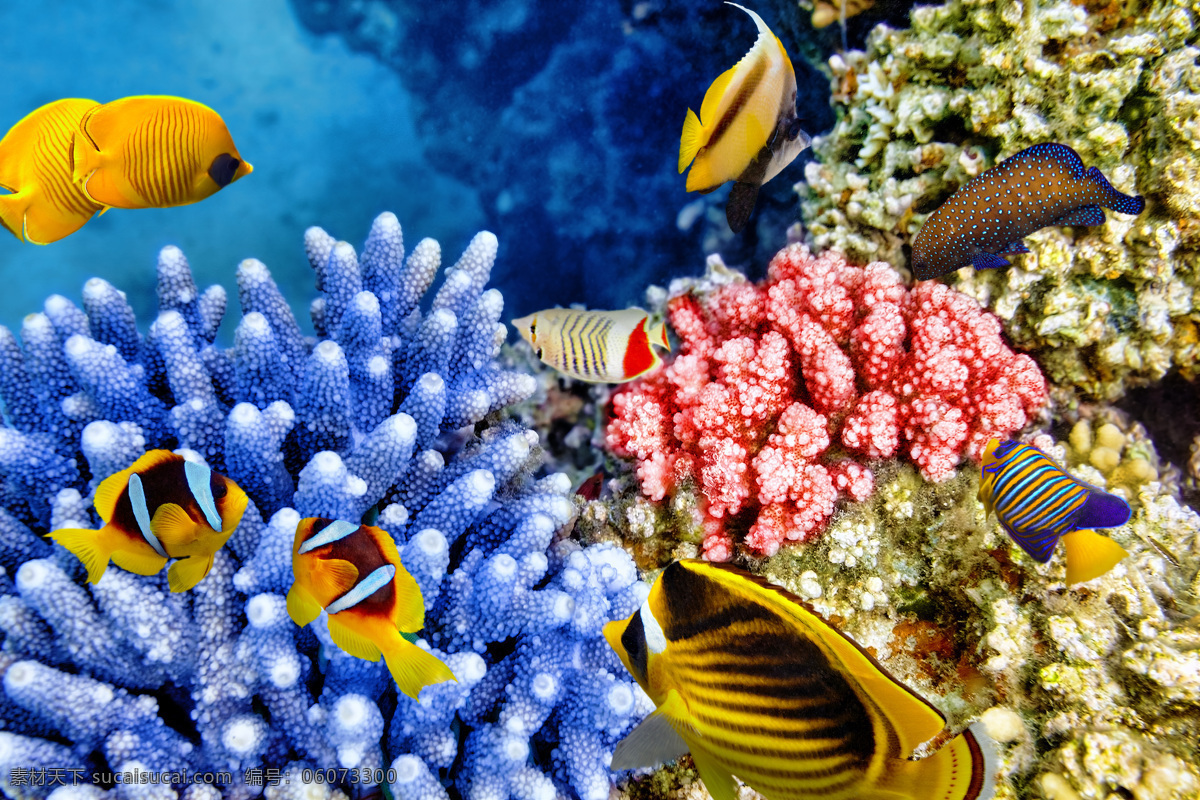 游动 鱼 珊瑚 海底鱼类动物 海底世界 海水 海洋生物 鱼类动物 海鱼 鱼类 大海图片 风景图片