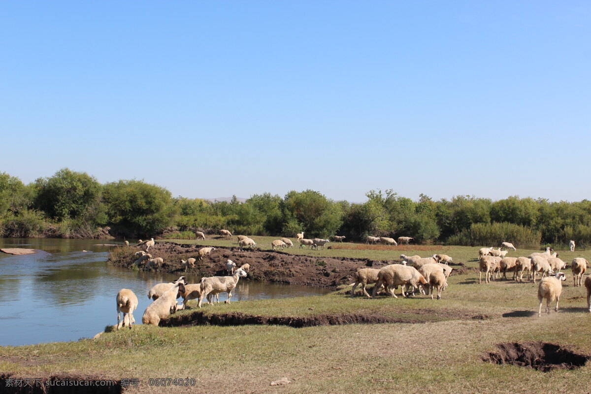 草原羊 额尔古纳 羊群 小河 树木 草原 蓝天 家禽家畜 生物世界