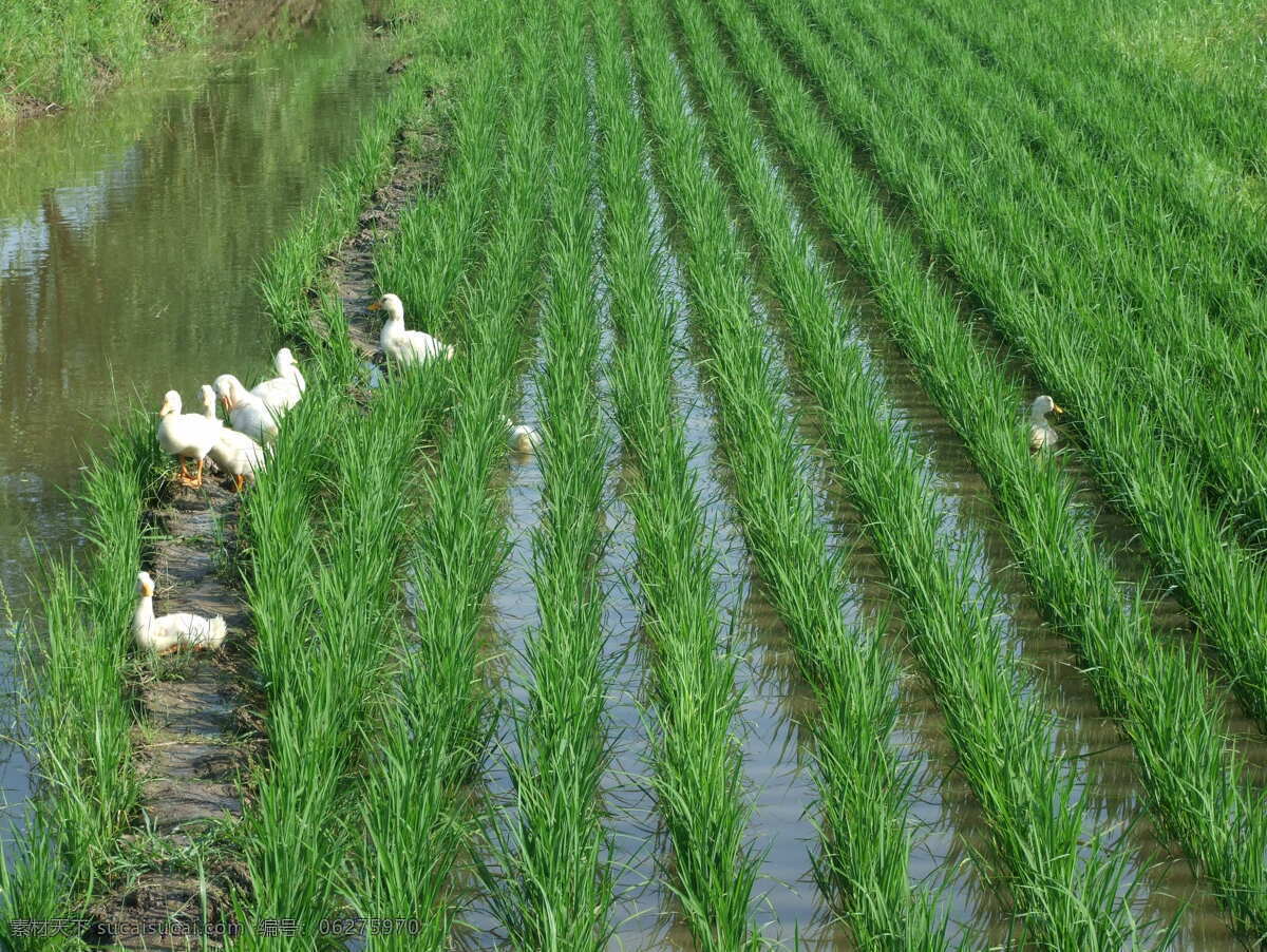 绿色水稻 春季 生长 绿色 水稻 鸭田稻 自然景观 田园风光