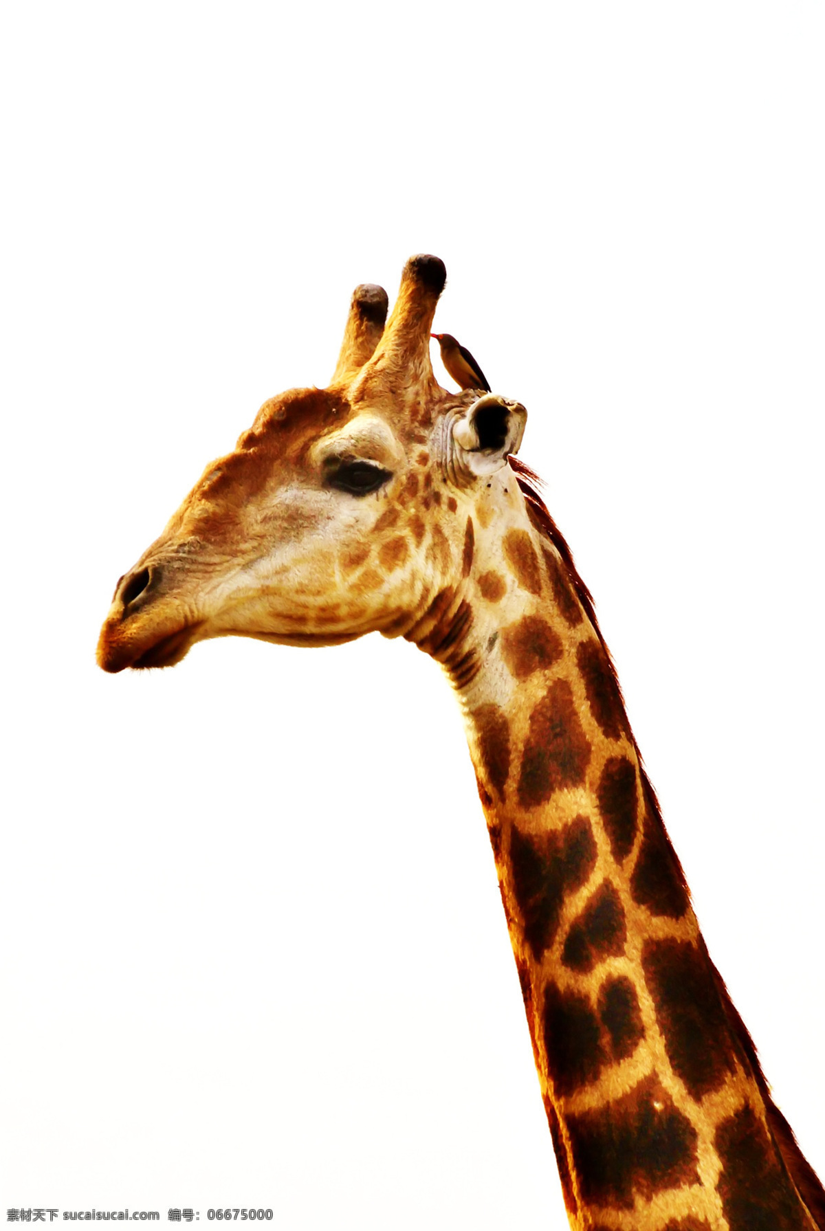 长颈鹿 麒麟鹿 长脖鹿 giraffe 野生动物
