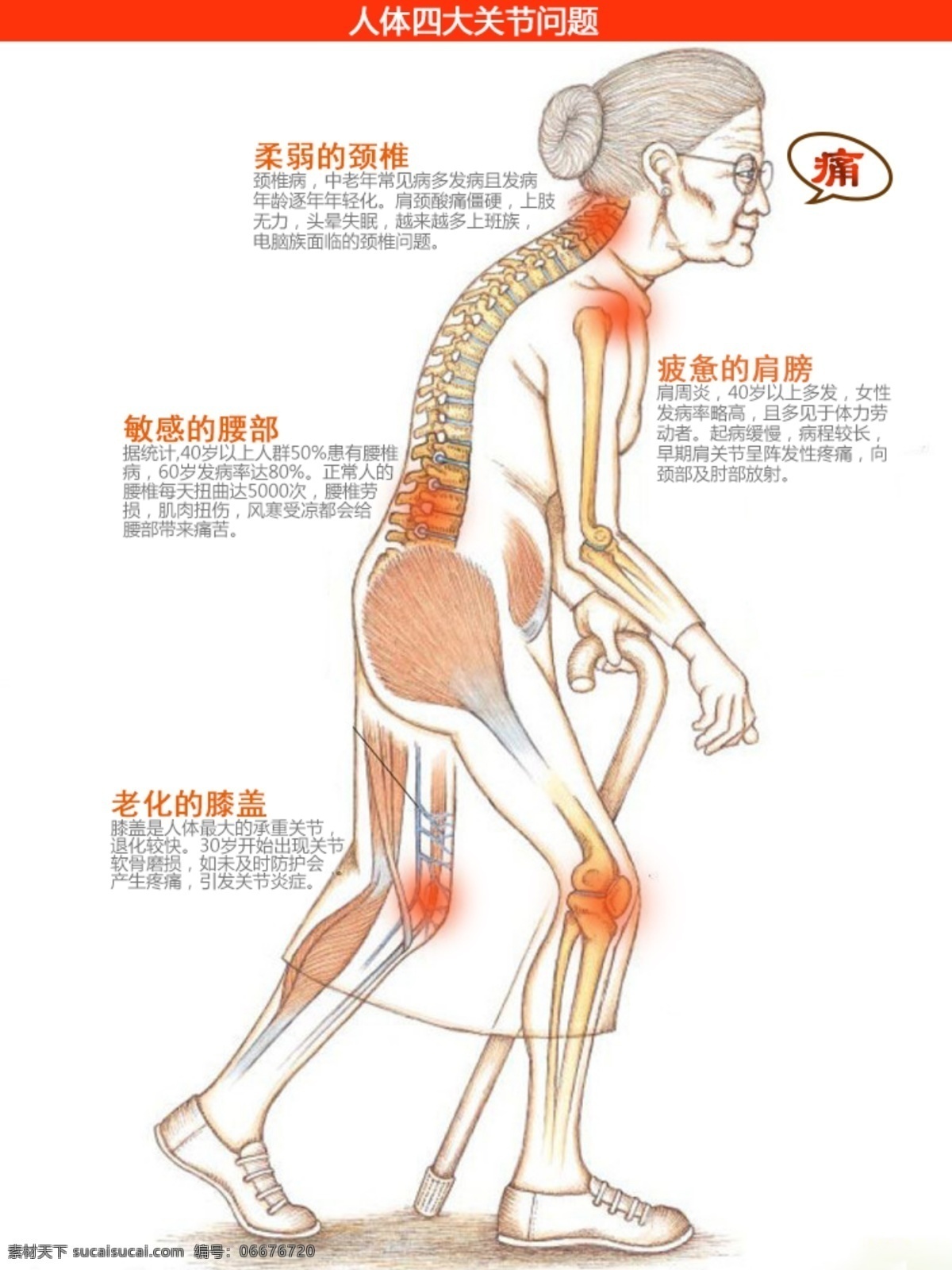 人体 关节 骨骼 透视图 肌肉 老人关节 护膝盖 其他模板 网页模板 源文件