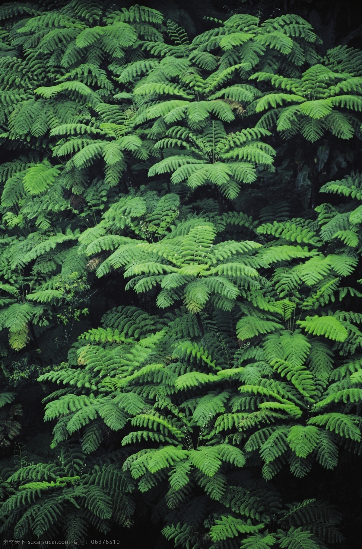 绿色植物 素材图片 林木风景 自然景观 自然风景 风景 摄影图库 摄影图片 大自然 高清图片 绿色 风景图片 jpg图片 植物 花草树木 生物世界