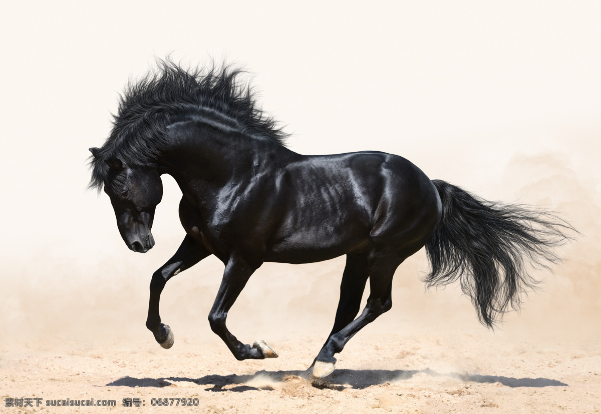 沙漠 上 奔跑 黑马 骏马 马匹 马 动物世界 陆地动物 生物世界