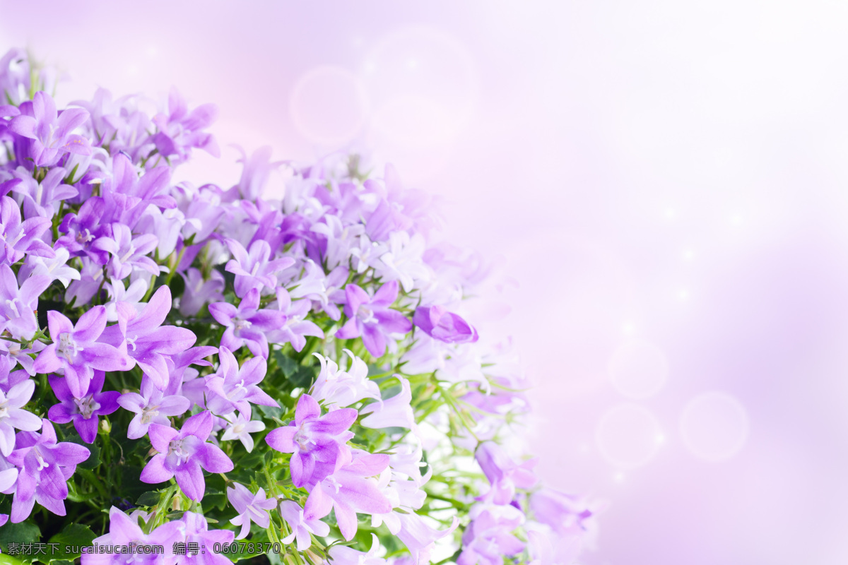 紫丁香 丁香花 丁香 花朵 花蕊 花卉 紫色 绿叶 花草 生物世界 植物