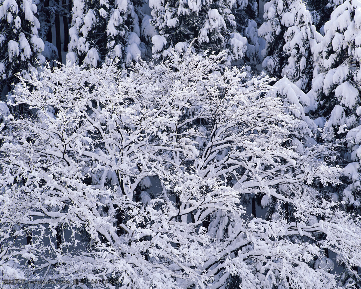 冰晶 世界 白雪皑皑 雪景 雪松 白雪风光 森林大雪 风景 生活 旅游餐饮