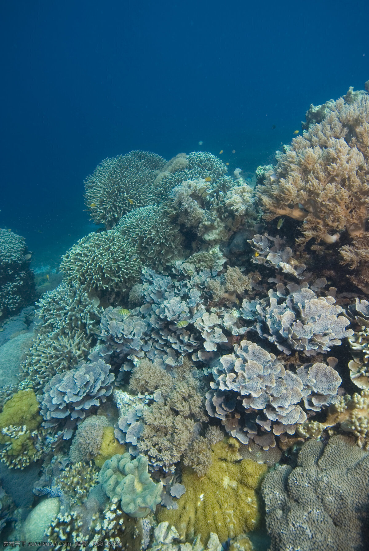 形态各异 珊瑚 海底摄影 海底世界 海底 海洋 大海 海中生物 自然界 珊瑚礁 大海图片 风景图片