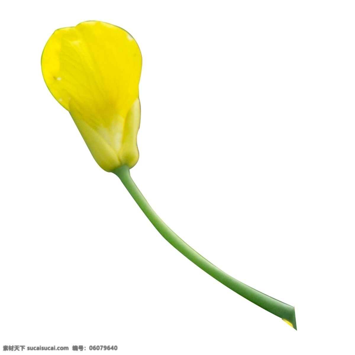 单支黄色花朵 植物 黄色植物 花枝 花朵 黄色 花卉