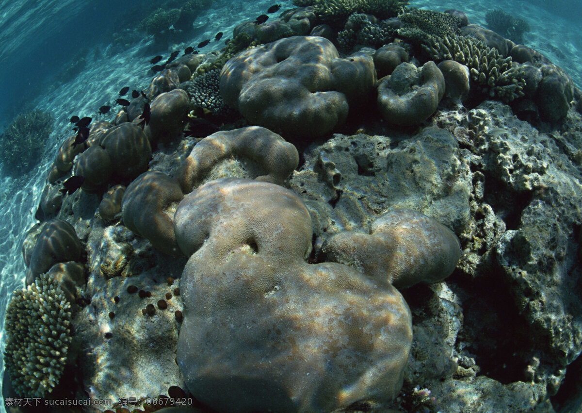 珊瑚 海水 底 风景