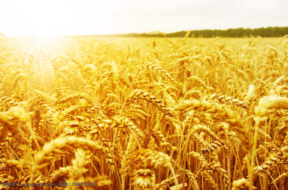 麦田 麦穗 风景 田野 田园风光 秋天风光 秋季美景 小麦 麦子 麦地 美丽景色 美丽风景 风景摄影 美景 风景图片