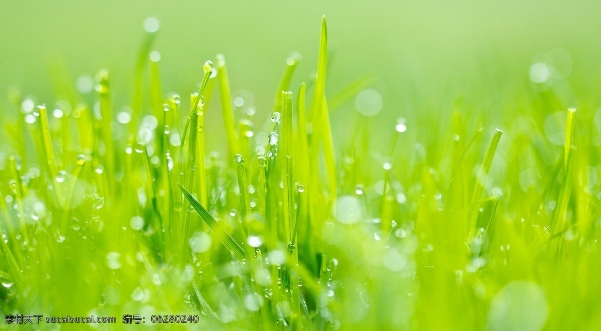 绿草 水滴 露珠 小草 美景 生物世界 花草