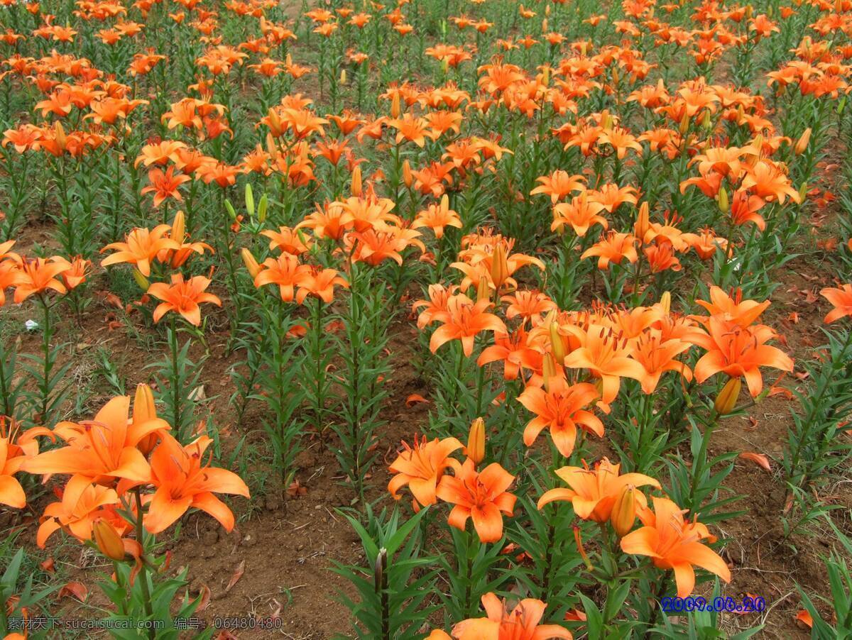 百合花 花卉 红色 艳丽 多株 花卉系列 花草 生物世界