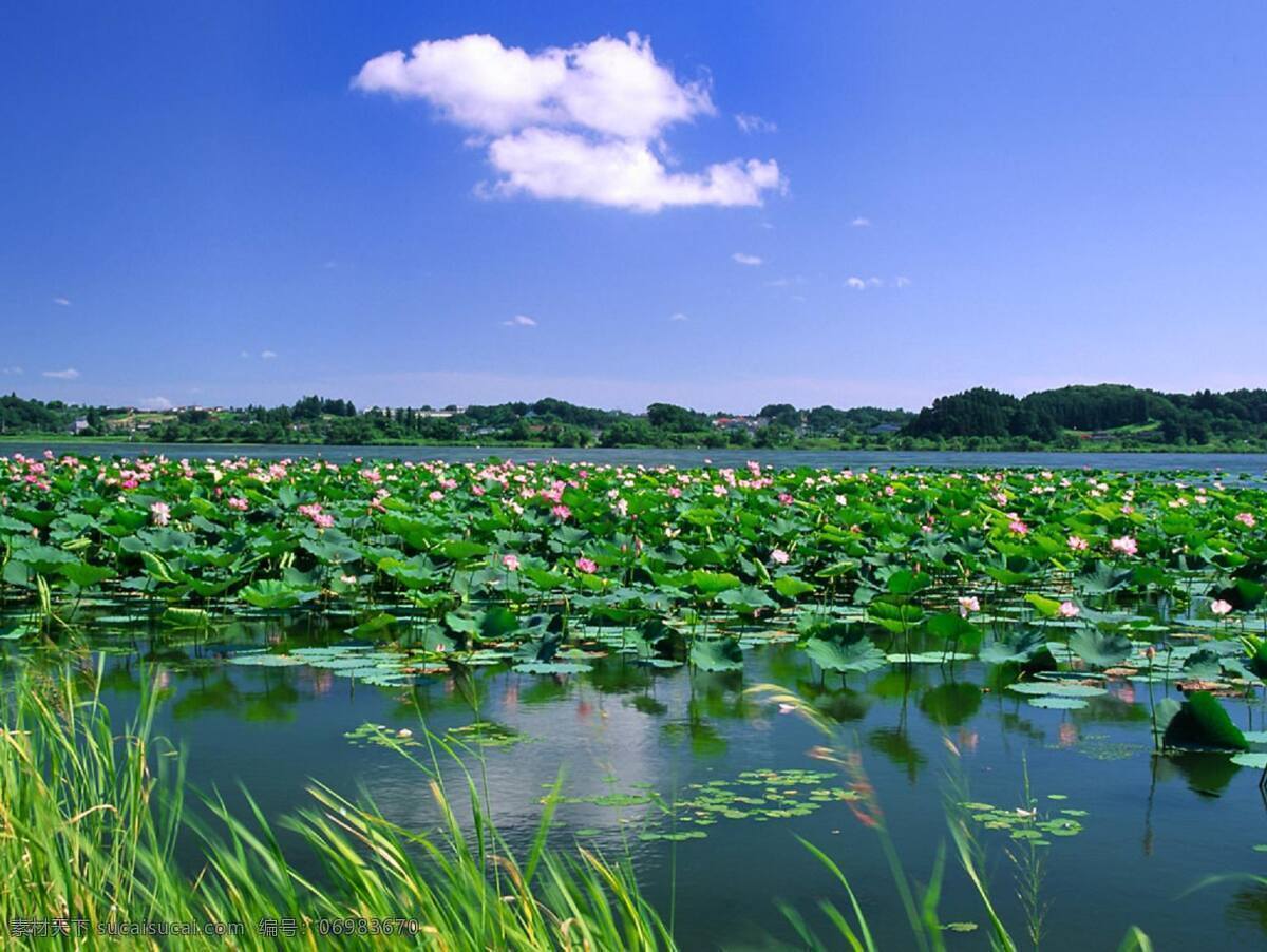 荷塘 荷花 池塘 蓝天 白云 山水风景 自然景观