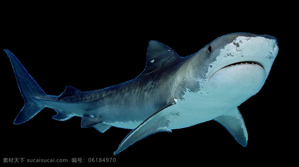 蓝灰色 鲨鱼 免 抠 透明 凶猛 鲨鱼图片 鲨鱼元素 鲨鱼海报素材 海洋鱼类 鲨鱼广告素材