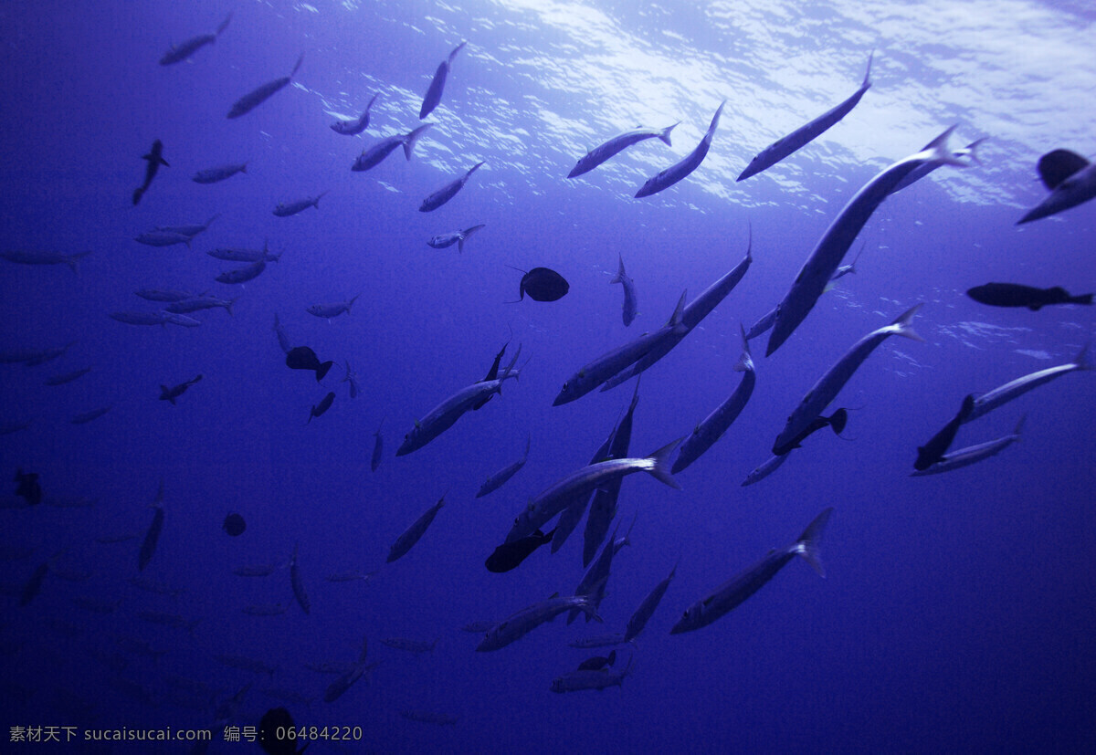 青角 梭 群 鱼 海水 生物世界 阳光 鱼类 青角梭群鱼 青角梭鱼 青角梭鱼群