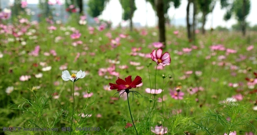 波斯菊花海 波斯菊 花海 格桑花 生态 野趣 生物世界 花草