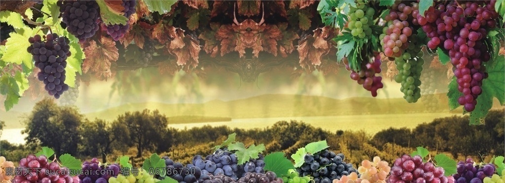 葡萄 葡萄节 葡萄节围板 水果 红提 黑提