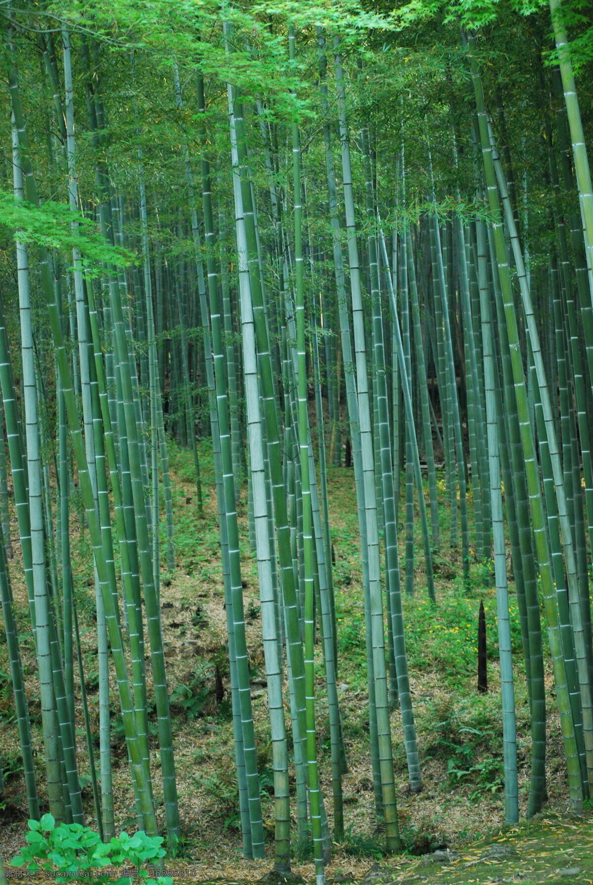 竹林 青竹 生物世界 树木树叶 竹叶 竹树林