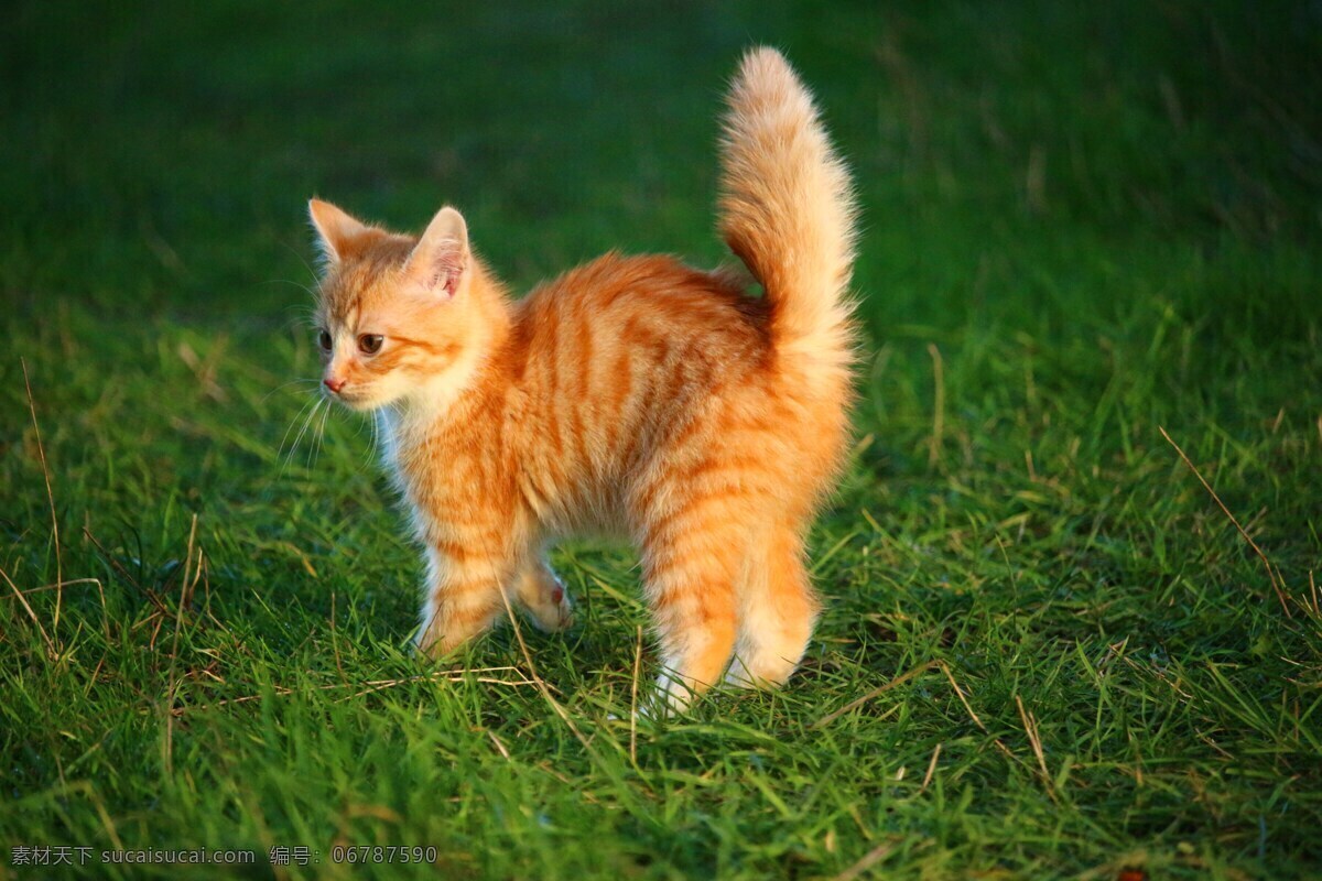 可爱的猫咪 猫咪 喵星人 小橘猫 橘猫 小花猫 懒猫 小动物 宠物猫 生物世界 家禽家畜