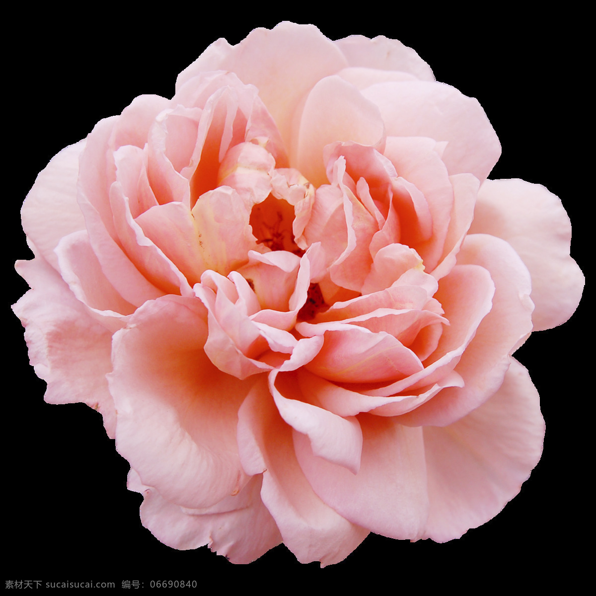 粉色 玫瑰 花朵 图案 玫瑰花 植物 情人节 鲜花 装饰