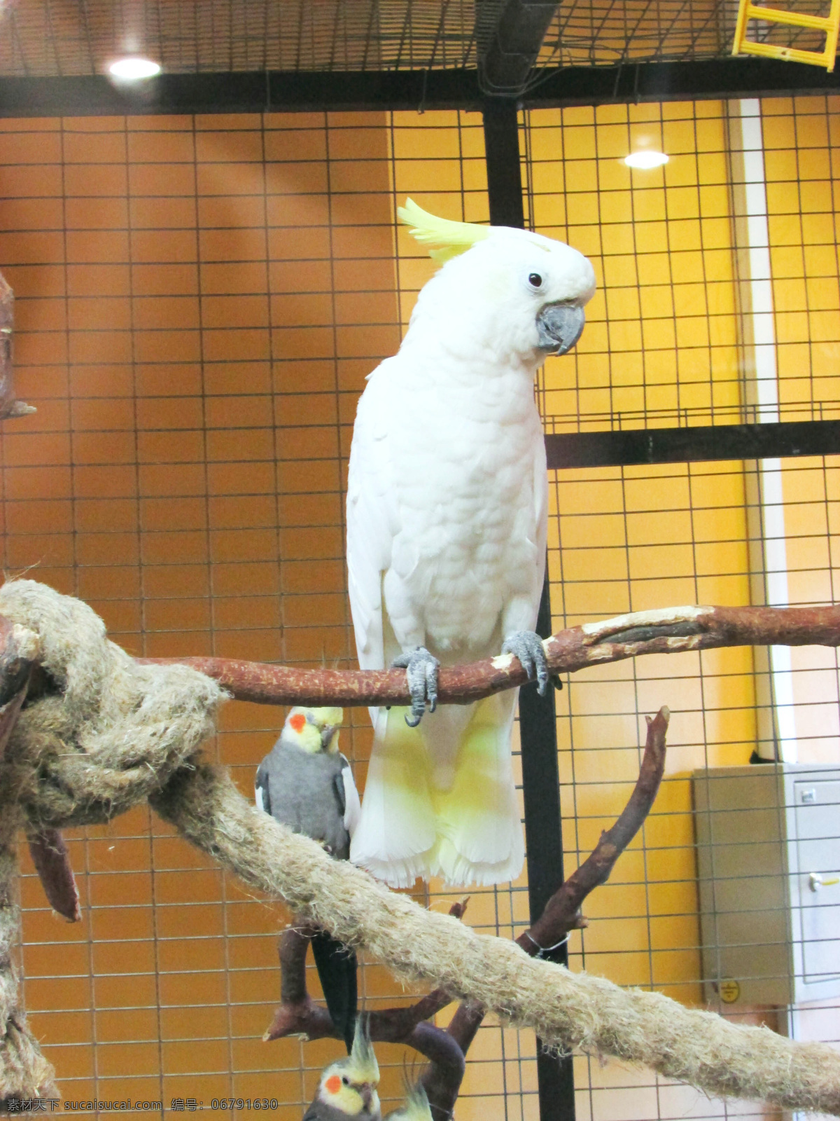 鹦鹉 动物 熊猫 蛇 国宝 大象 孔雀 孔雀开屏 稀有动物 畜生 生物界 眼镜蛇 蟒蛇 宠物 鸟 自然界 科学 动物园