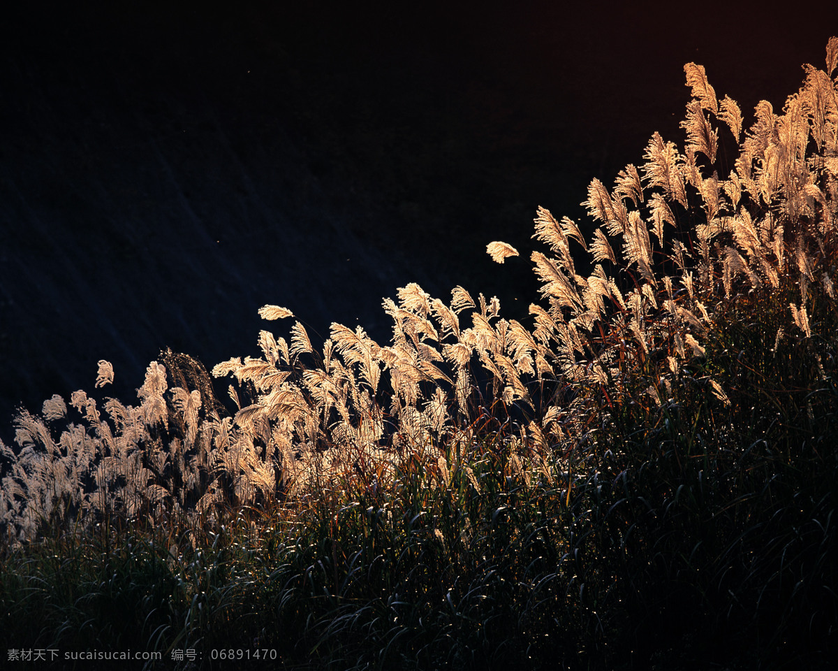 芦苇 湖边夜景 自然景观 田园风光 摄影图库