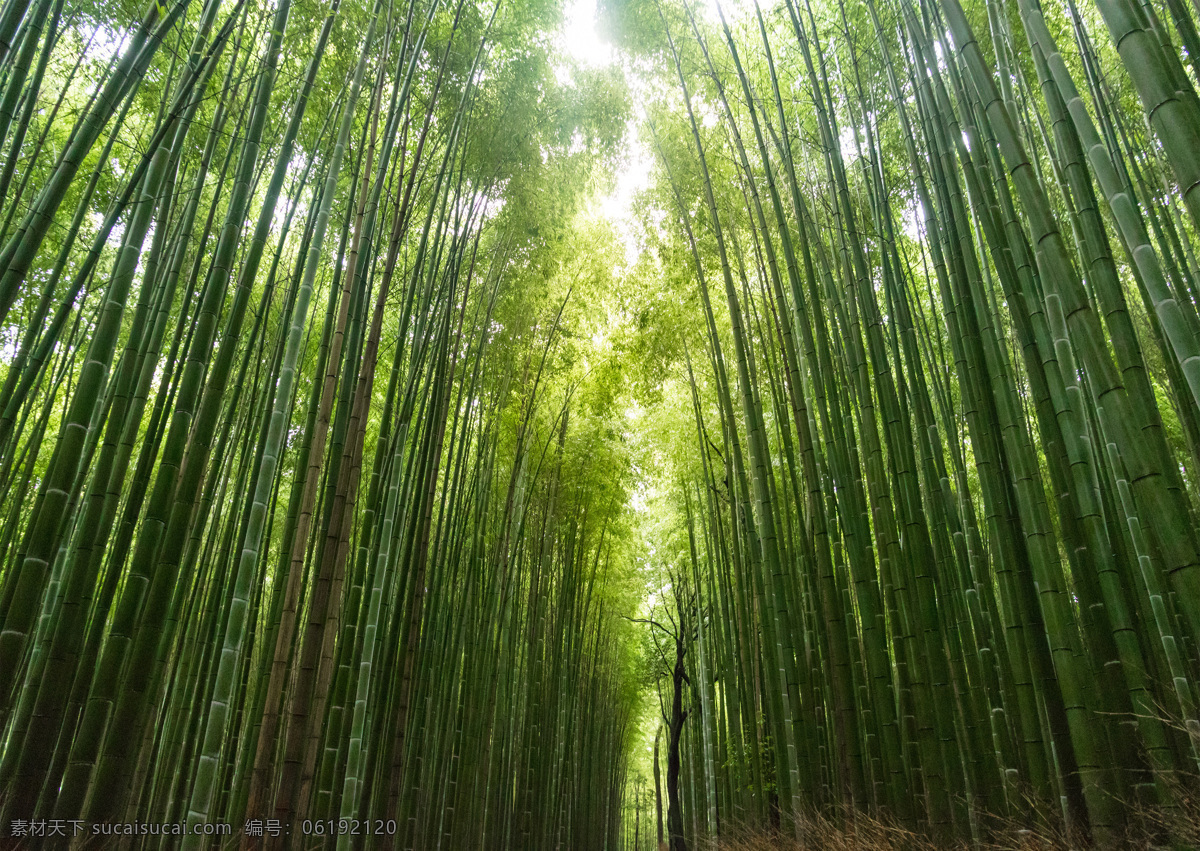 自然景观 竹子 翠竹 竹林 竹园 绿竹 青竹 壁纸 竹林素材 竹林壁纸