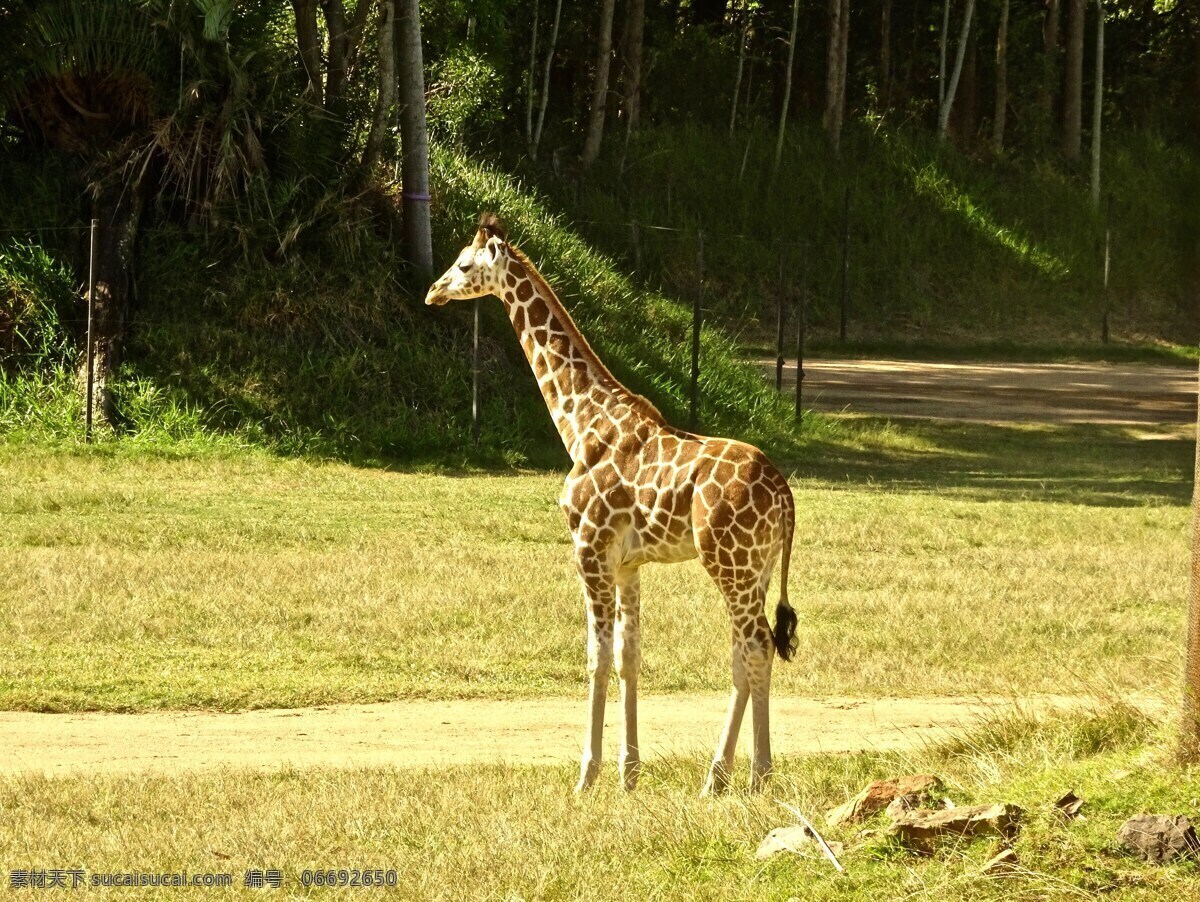 草原的长颈鹿 长颈鹿 野生动物 保护动物 狂野的非洲 珍稀动物 食草动物 非洲草原 动物世界 生物世界