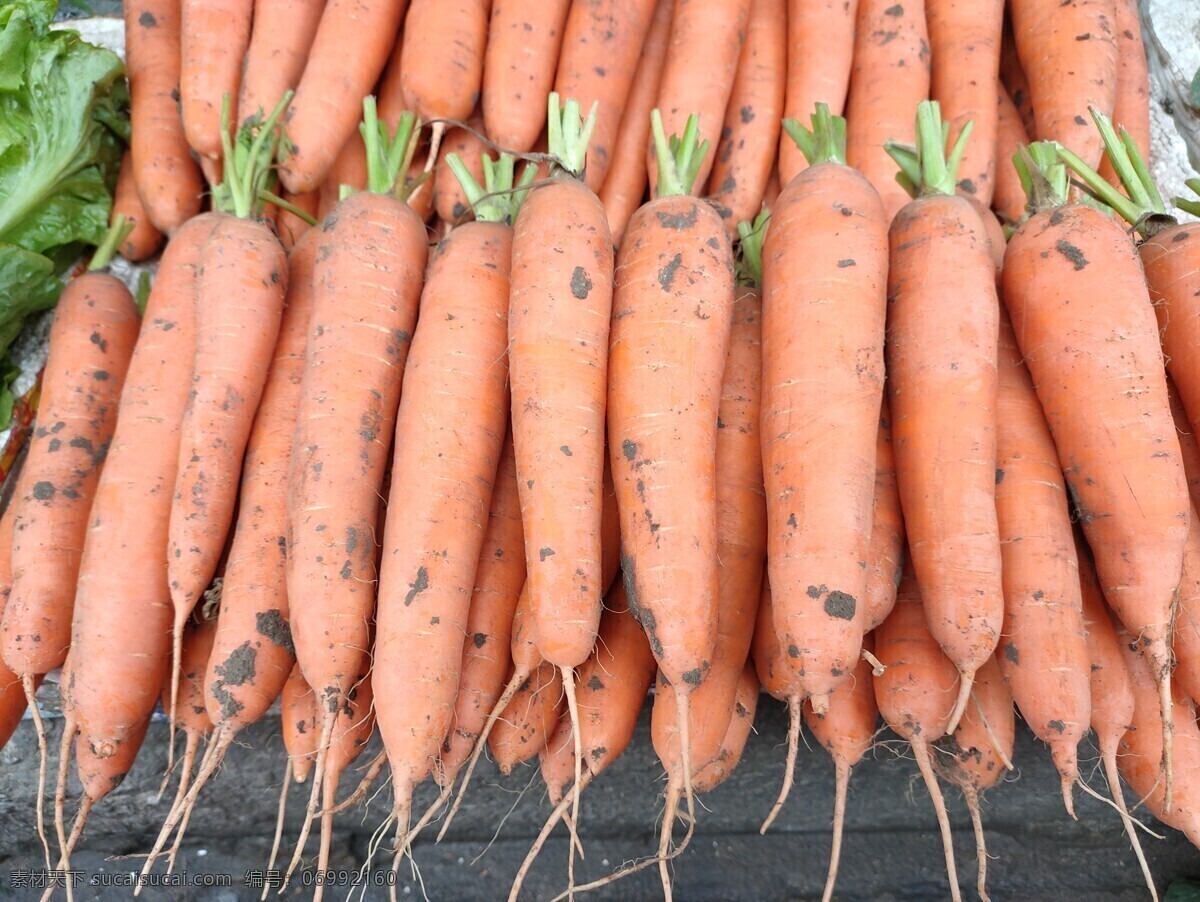 胡萝卜 蔬菜 新鲜 食品 绿色 农业 青菜 植物 素食 维生素 有机蔬菜 菜叶 瓜 蛋 鸡蛋 菜市场 肉 菜地 菜园 生物世界
