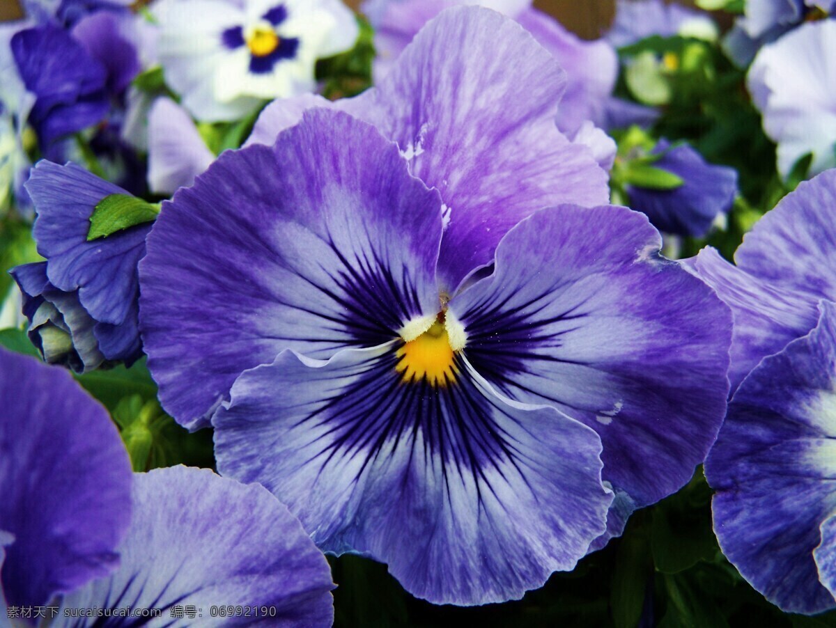 三色堇花 鲜花 花卉 花语 花艺 花之物语 花朵 花瓣 生物世界 花草