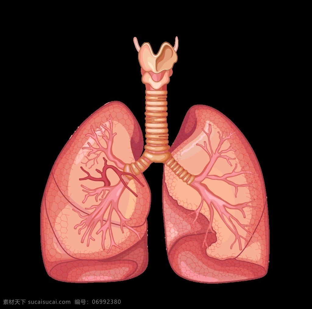 肺部器官图 人体器官 肺部 器官 心肺 1500x1538px 图标 标签 招贴设计