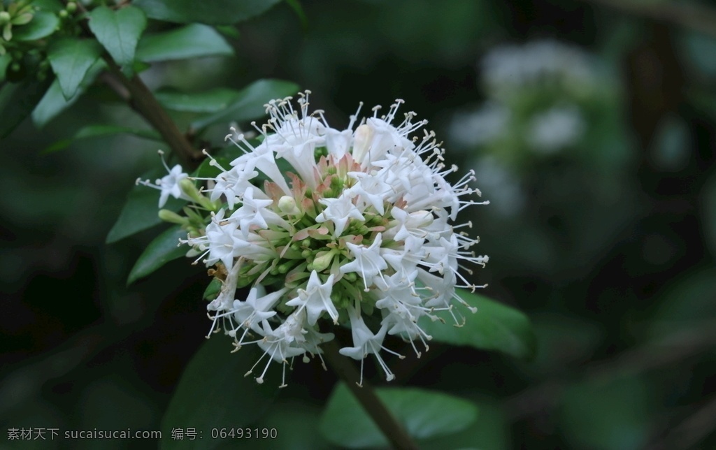 糯米条 茶树条 花卉 花朵 花瓣 花蕊 白色花 观赏花卉 植物 园林花卉 绿化景观 花卉大观园 生物世界 花草