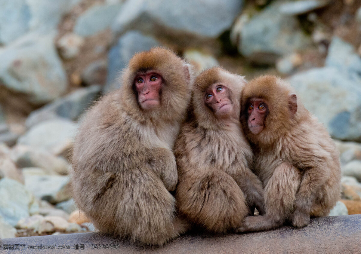 猴子 猕猴 山魈 动物园 猴 生物世界 野生动物