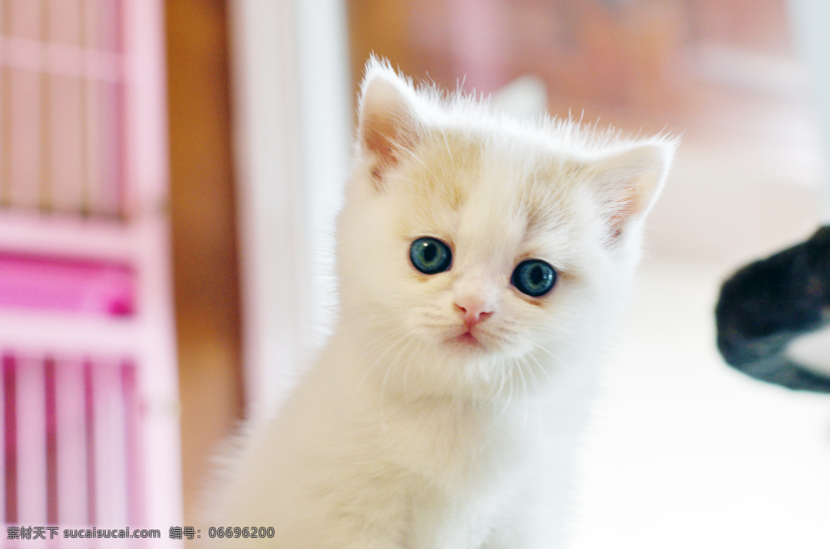 猫咪 小猫 萌猫 奶猫 喵喵 生物世界 其他生物