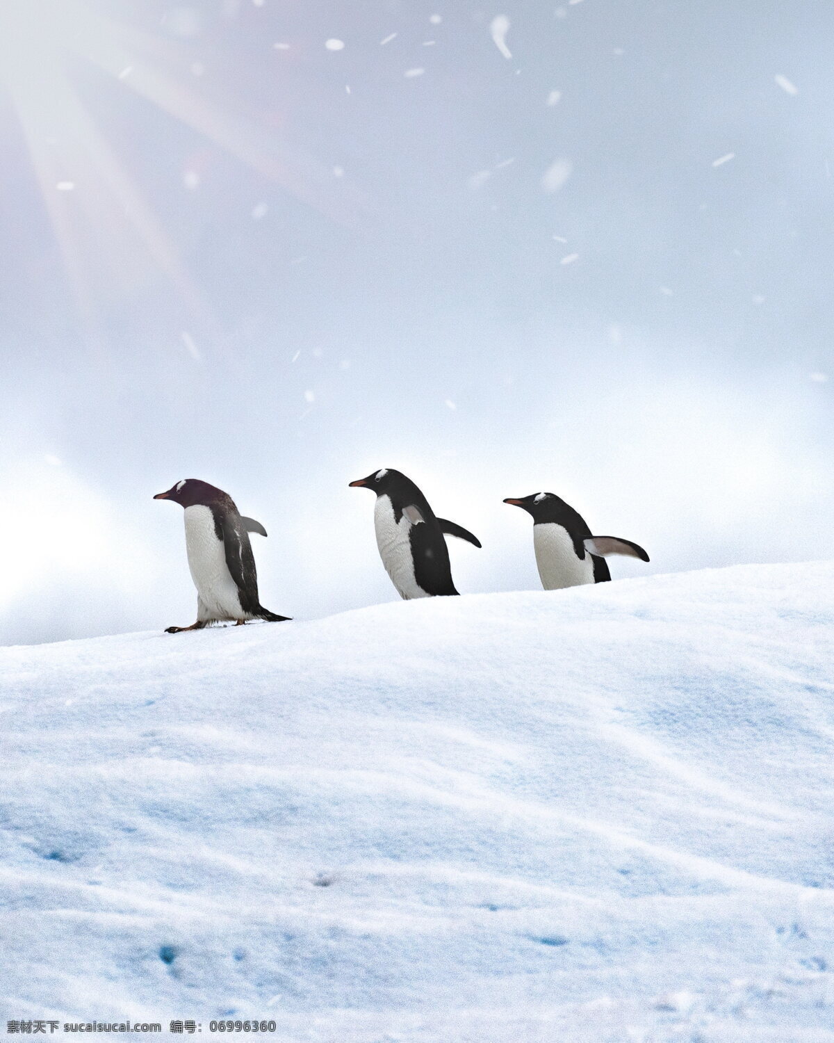 小企鹅萌萌 小企鹅 萌企鹅 冰雪 雪地 南极 可爱 萌萌哒 企鹅 南极企鹅 可爱企鹅 南极动物 保护动物 生物世界 海洋生物