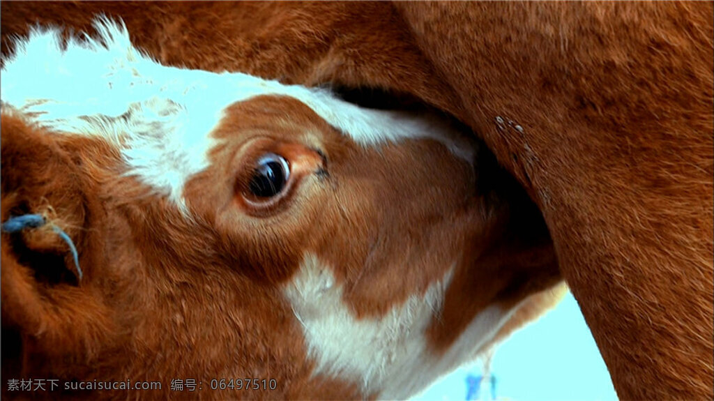 小牛 吃 奶 视频 动态素材 生活视频素材 动态实景视频 实拍生活素材 自然实景 实拍生活场景 mov 红色