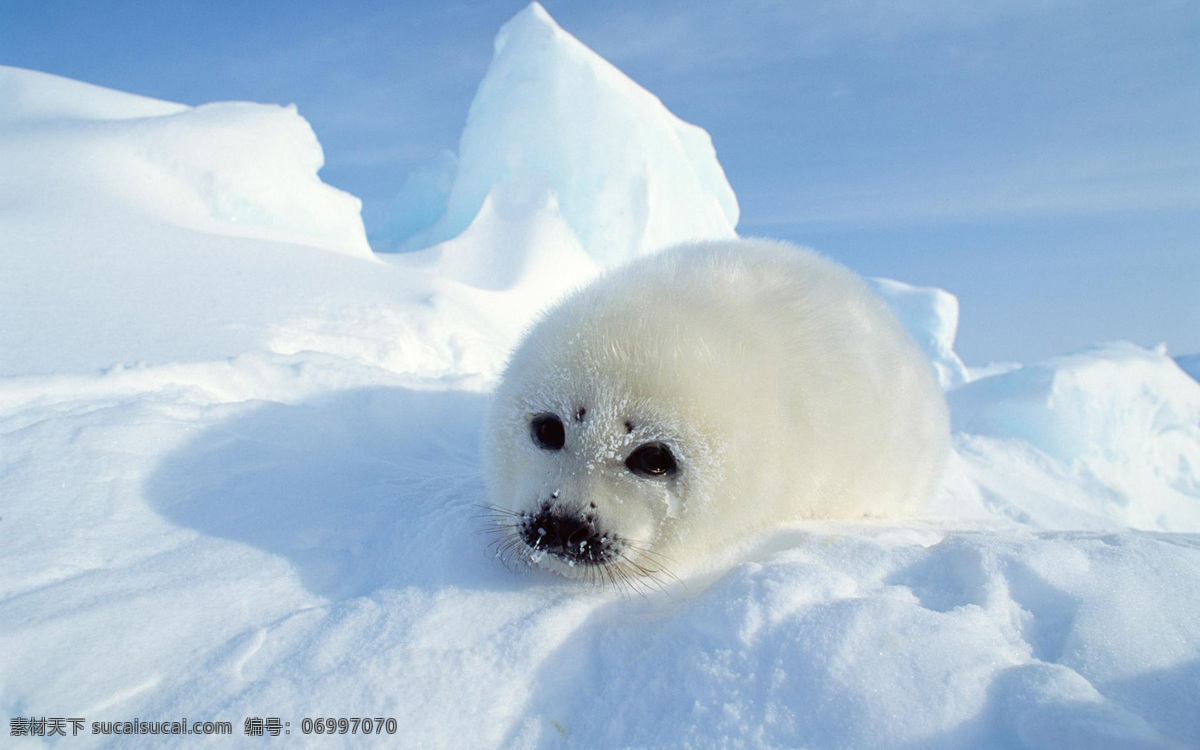 海豹 小海豹 白海豹 雪地 极地 生物世界 野生动物