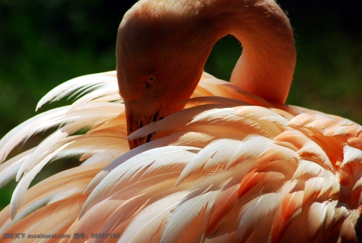 火烈鸟 鸟 鸟类 鹤科 红鹤 phoenico pterus ruber greater flamingo 优雅 美丽 艺术摄影 红色 生物世界 动物火烈鸟 摄影图库