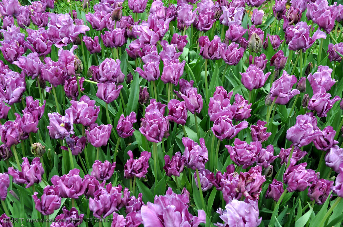 春季 春天 大自然 公园 花草 花朵 花儿 花海 紫色 郁金香 美丽 植物 生态 田园风光 生物世界 psd源文件