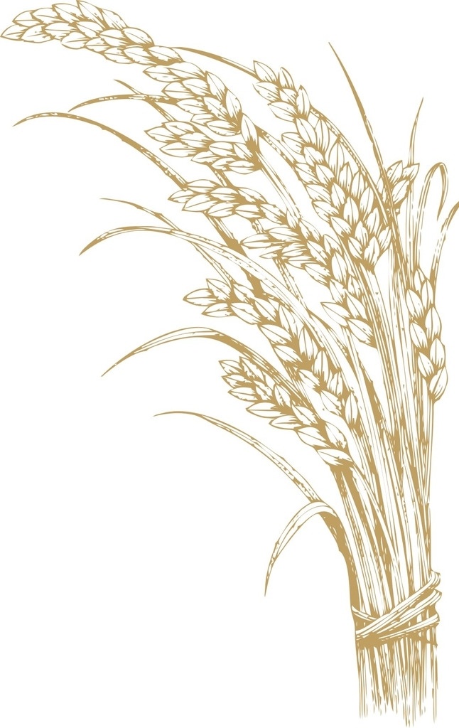 麦穗 麦子 麦 小麦 稻谷 庄家 收割 种庄稼 庄稼 稻田 稻子 水稻 农活 大米 纹样 底纹边框 花边花纹