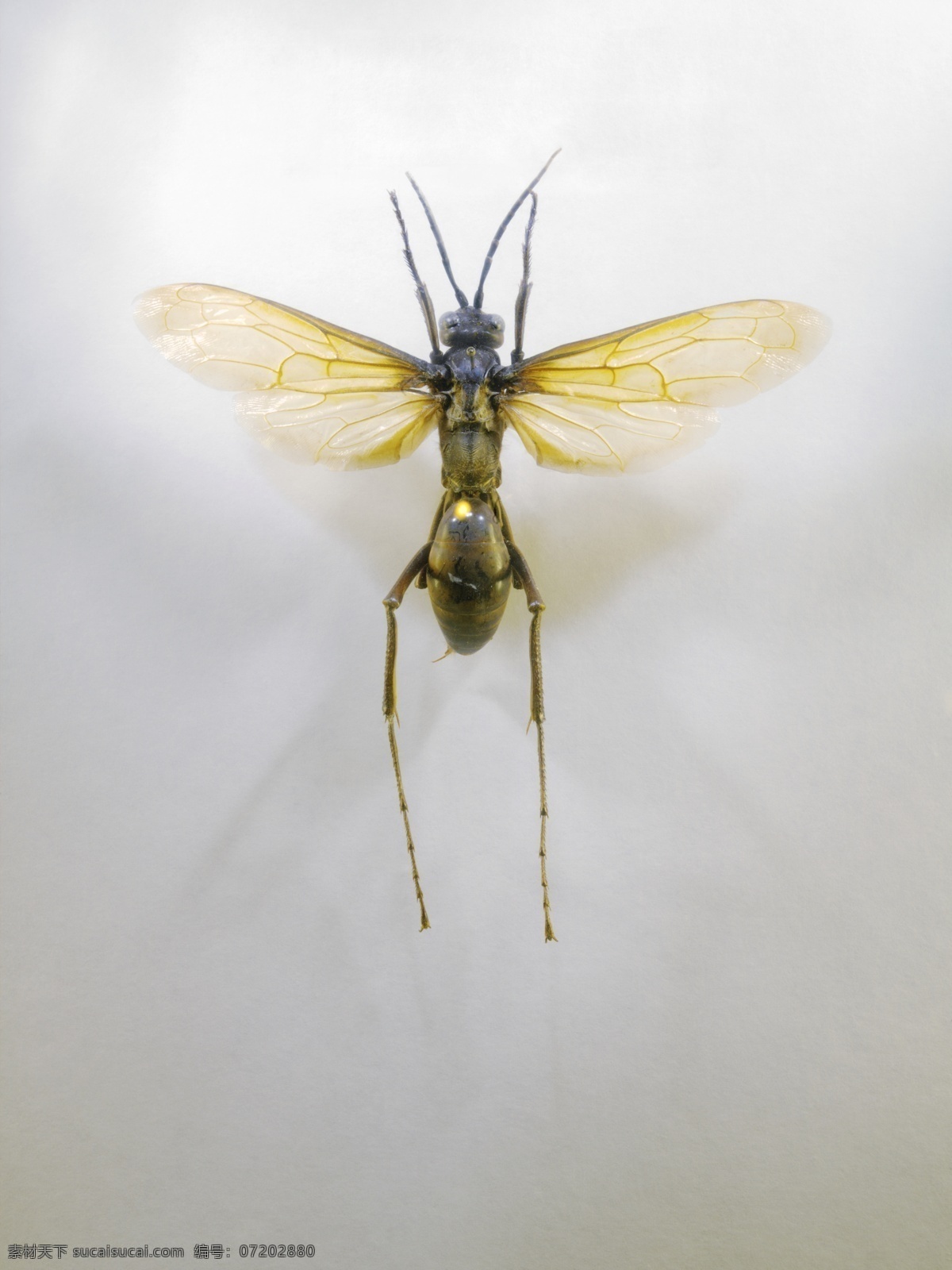 蚊子 标本 昆虫 生物世界