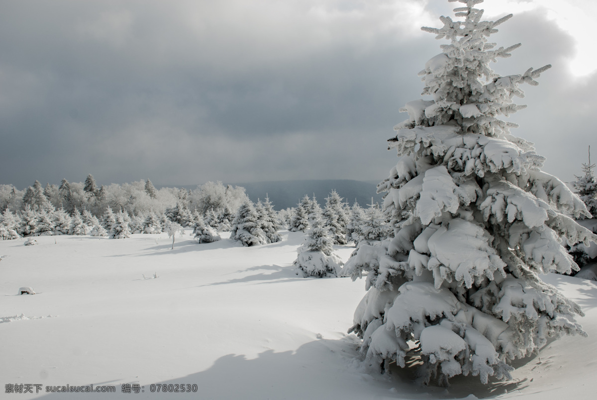 冬季森林雪景 冬季 森林 雪景 景观 壮观 山区 吉林 自然景观 自然风景