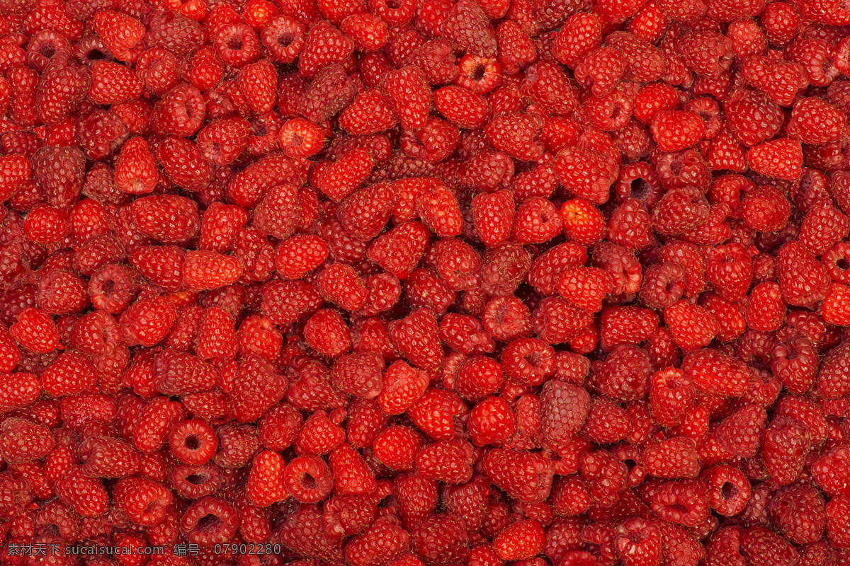 新鲜树莓背景 树莓 覆盆子 新鲜树莓 野果 新鲜水果 水果蔬菜 餐饮美食 红色