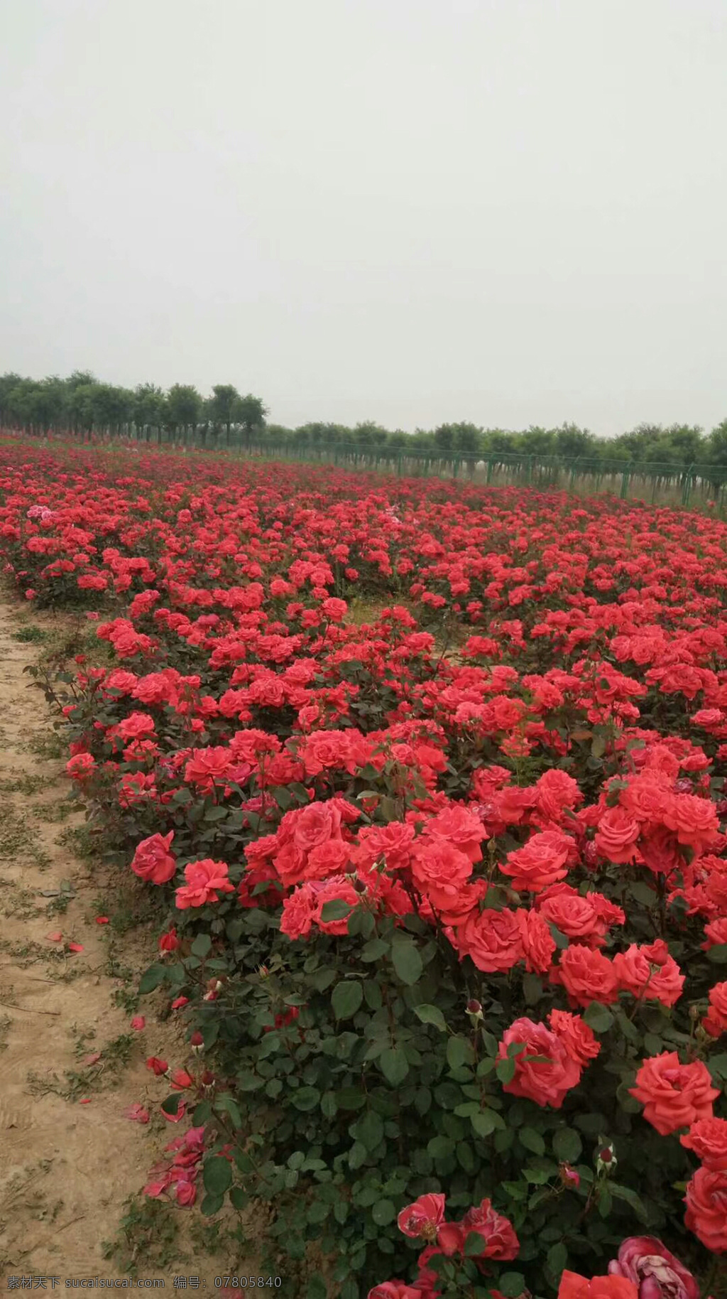 花海 花 月季花海 红色月季花 生物世界 花草