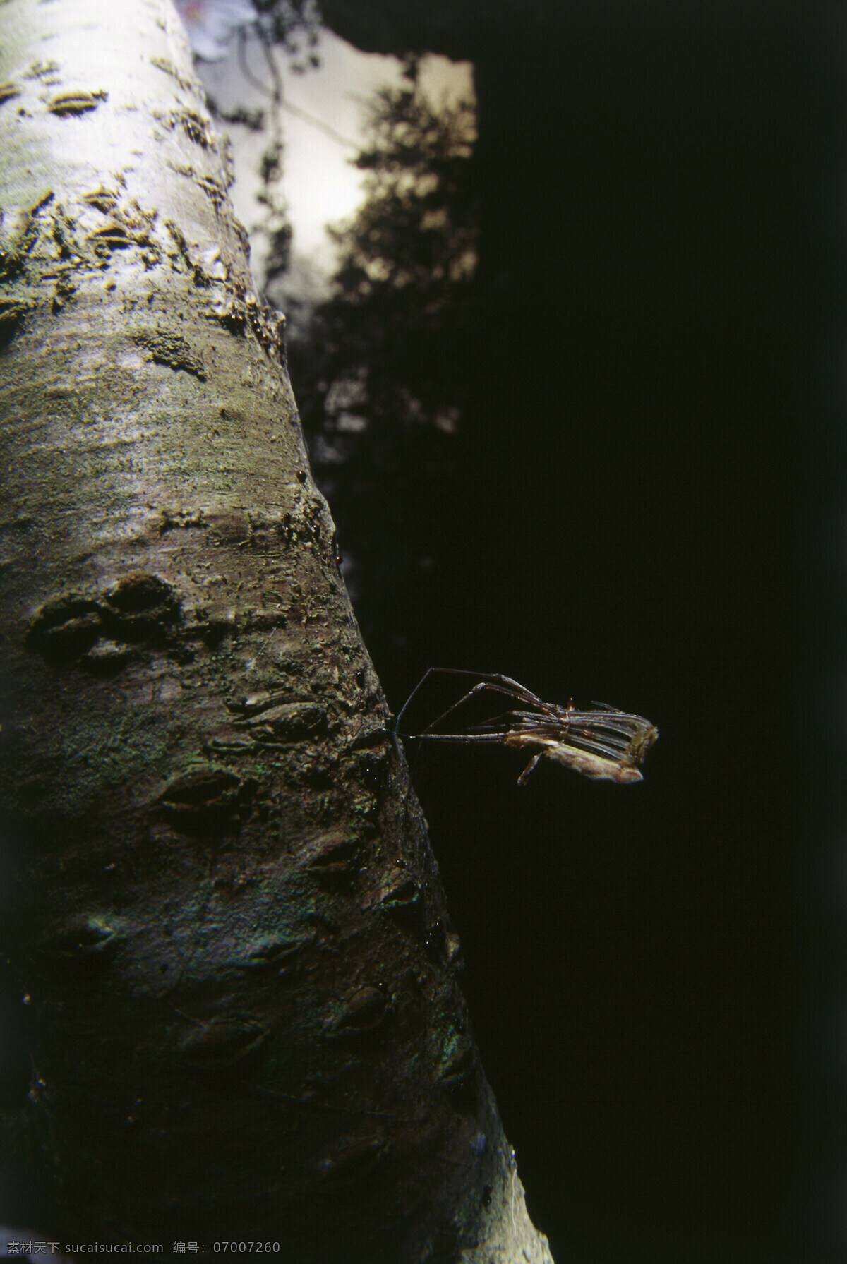 树 杆 上 昆虫 树杆 树枝 昆虫摄影 动物 动物素材 自然 自然风光 大自然 森林 草 图片背景 田野 野外 自然风景 自然景观 黑色