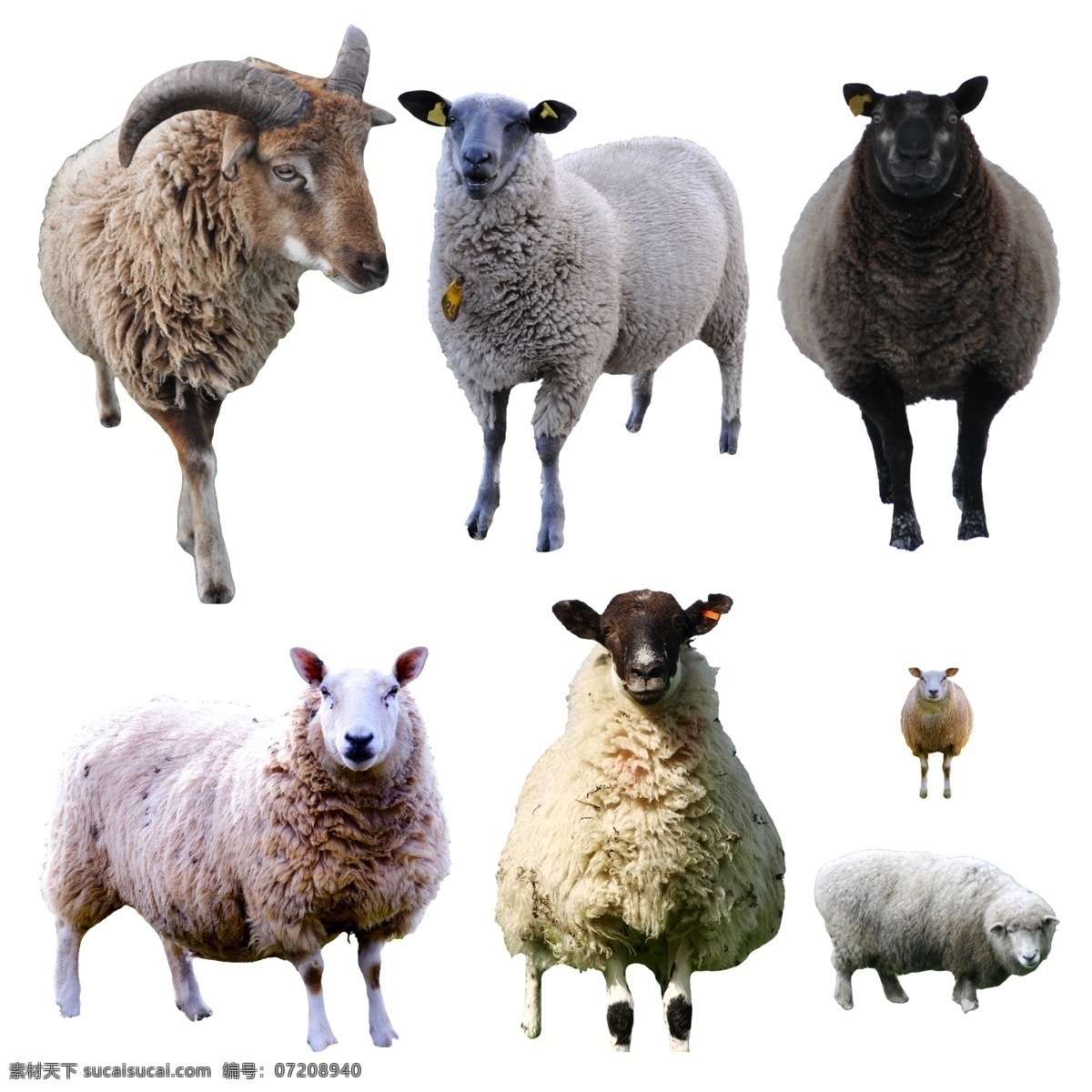 绵羊 山羊 羊头 白羊 牧羊 羊群 羊羔 母羊 公羊 动物 分层 源文件