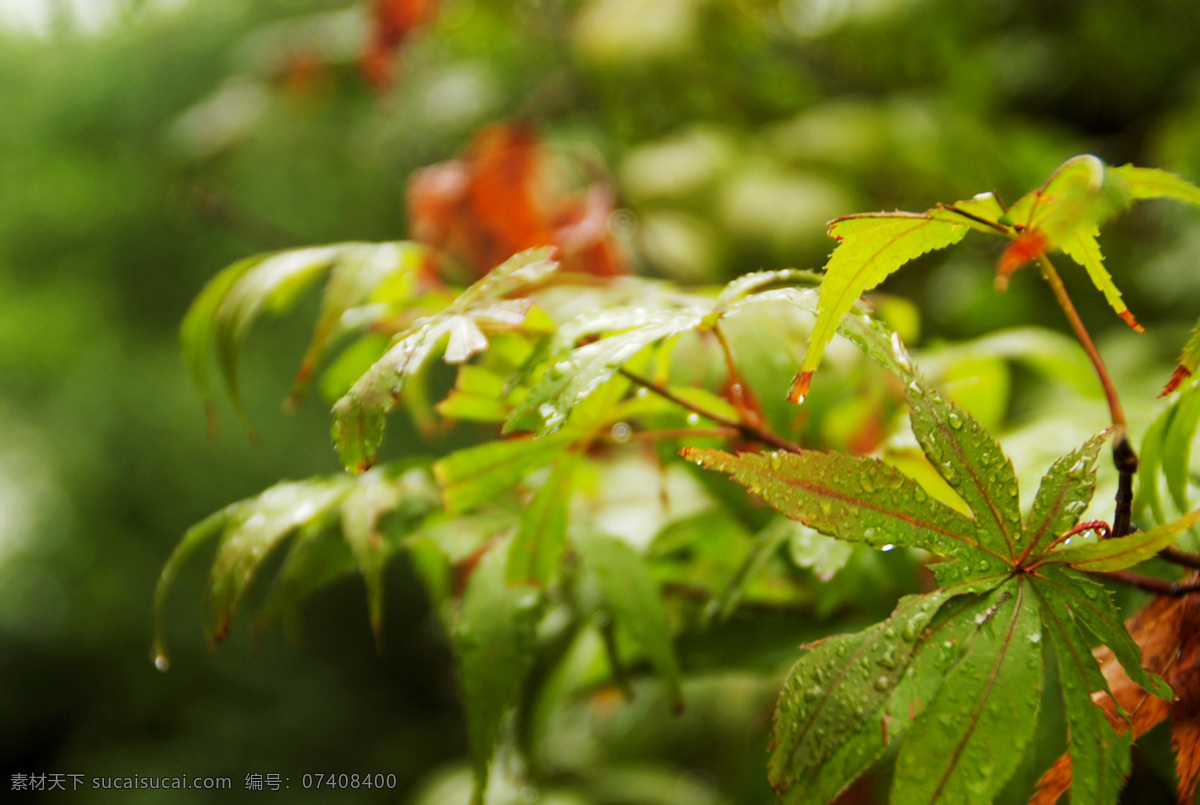 绿叶 清新 生物世界 树林 树木 树木树叶 树叶 雨 后 雨后树叶 自然 雨后 雨滴 水珠 水滴 野外 特写 psd源文件